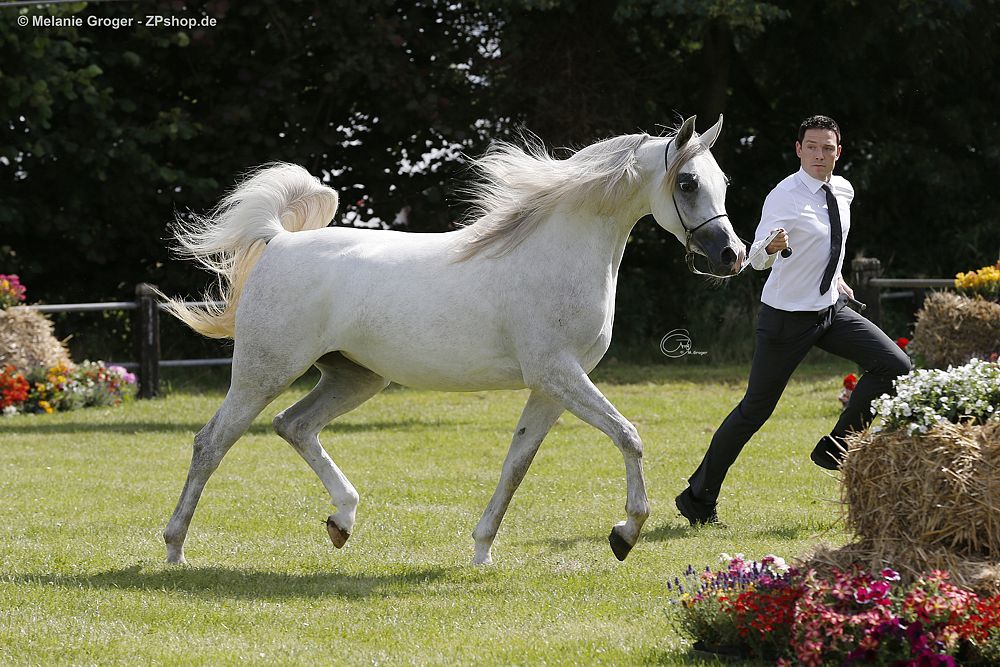 Amurath Mona Lisa (Muranas Jassehr x Amurath Mofeedah) Foto © M.Groger