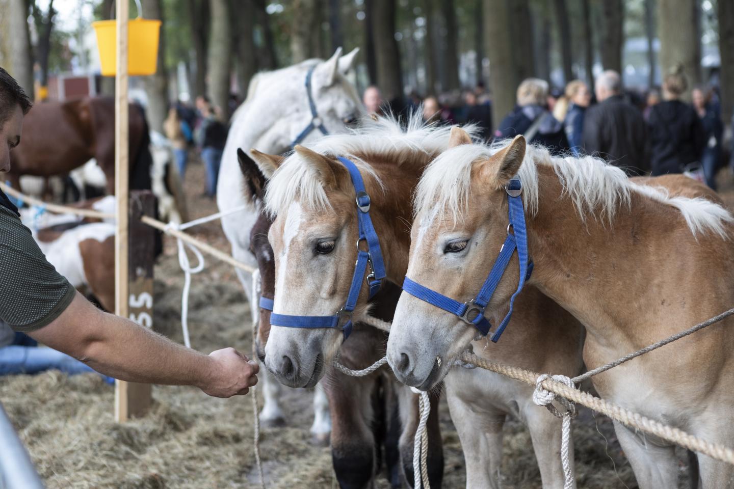 foto twee paarden bruin copy