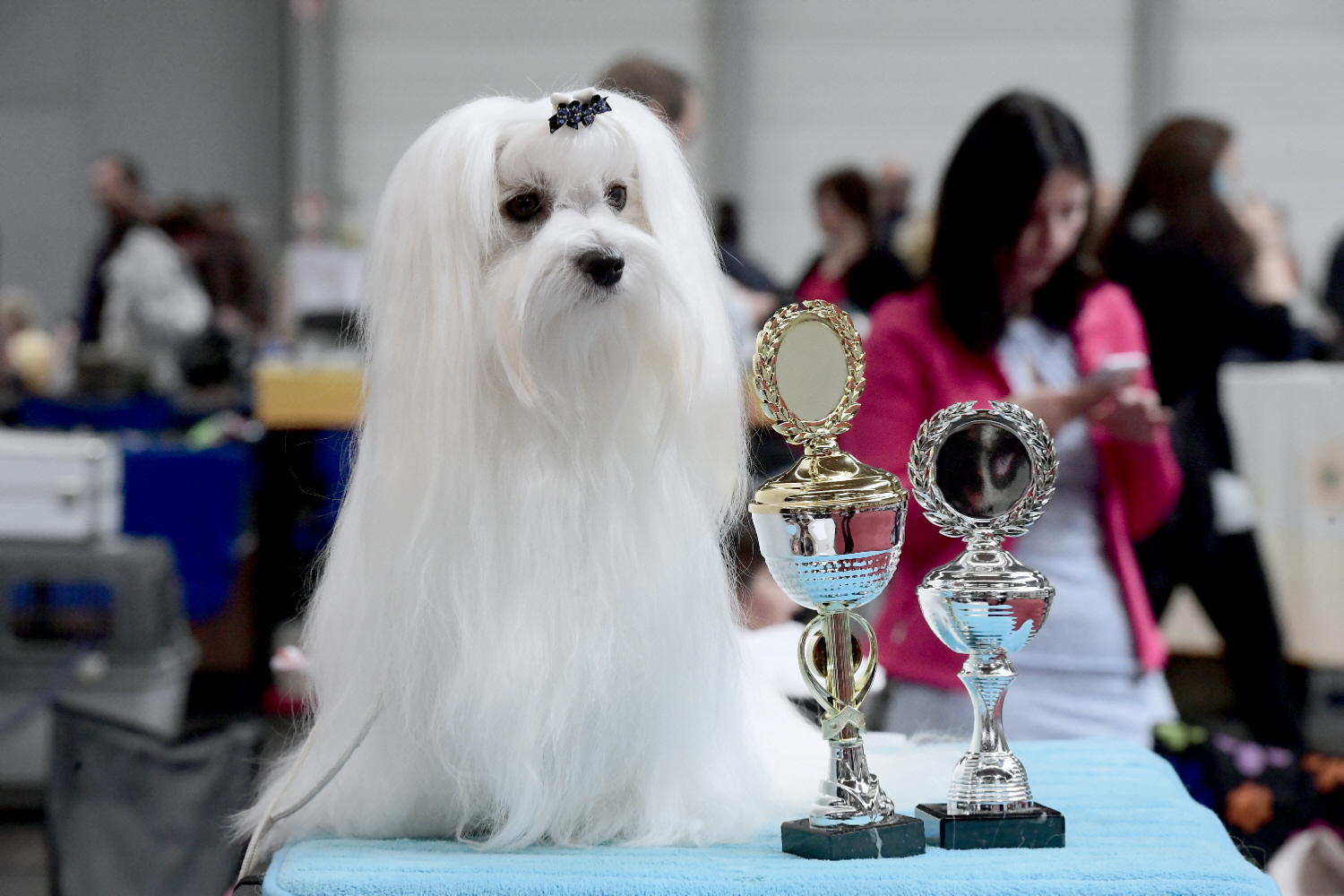 080 Messe Erfurt Rassehundeausstellung 2017