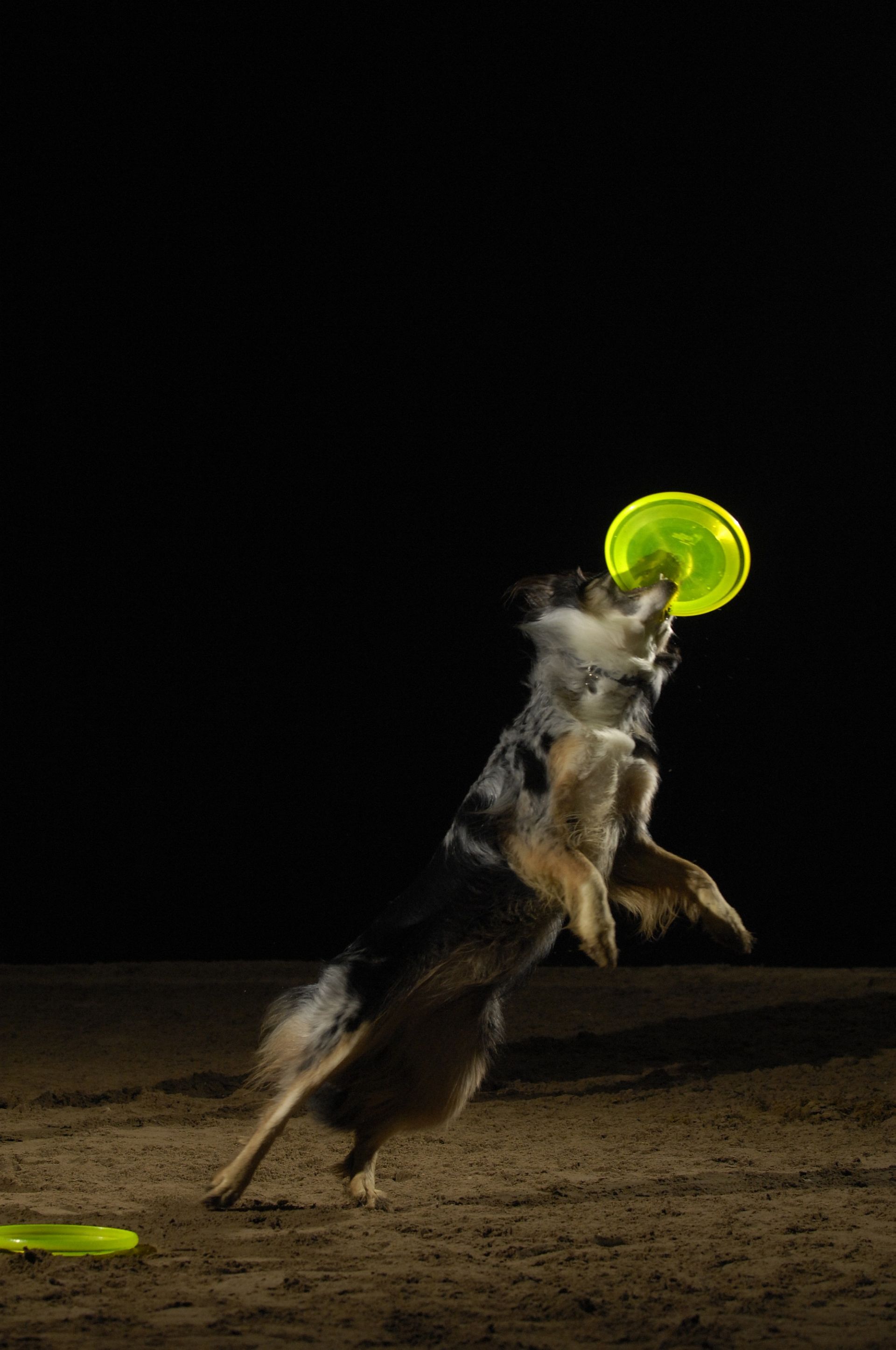 3 Dog Frisbee Show mit den WOLFFS FLYING DOGs FAHeckmann GmbH