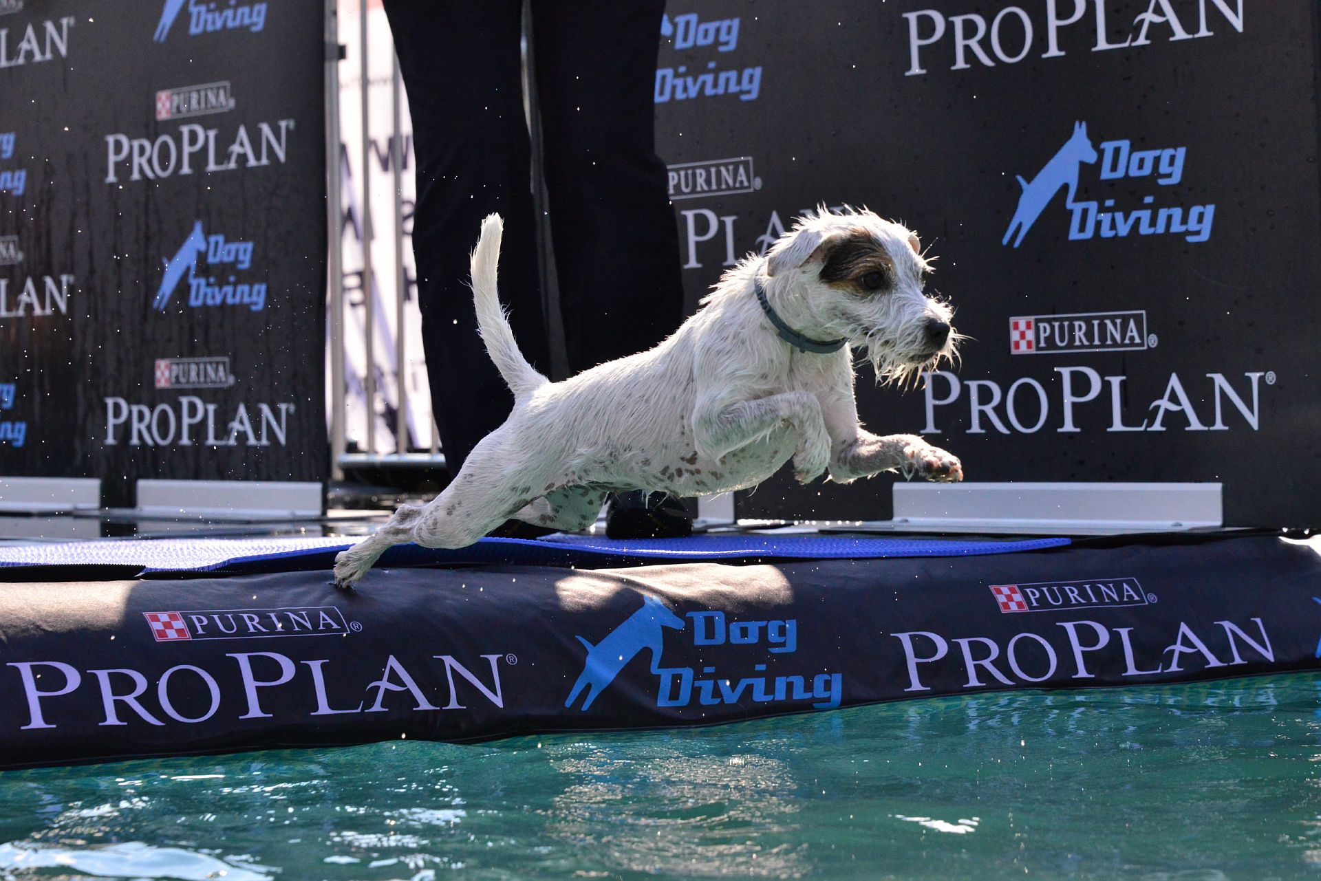 5 Dog Diving ProPlan