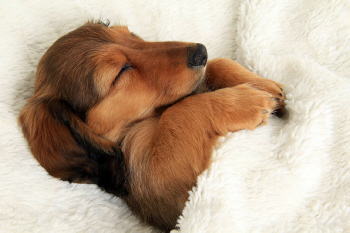 Schlafende Hunde soll man wecken!
