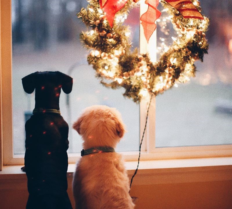 (K) eine fröhliche Bescherung: Warum Haustiere an Weihnachten nicht verschenkt werden sollten