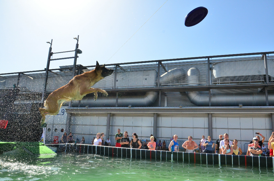 Dog Diving 2