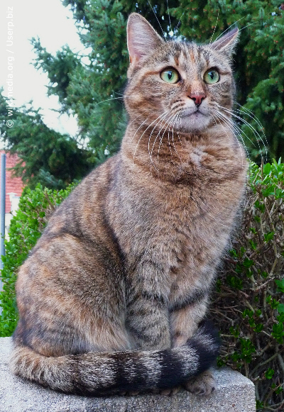 Grüne Augen einer Katze