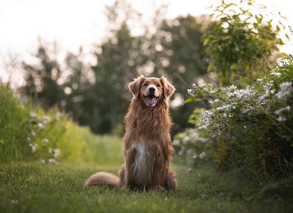 5 Tipps und Tricks für ein erfolgreiches Training während der Brut- und Setzzeit
