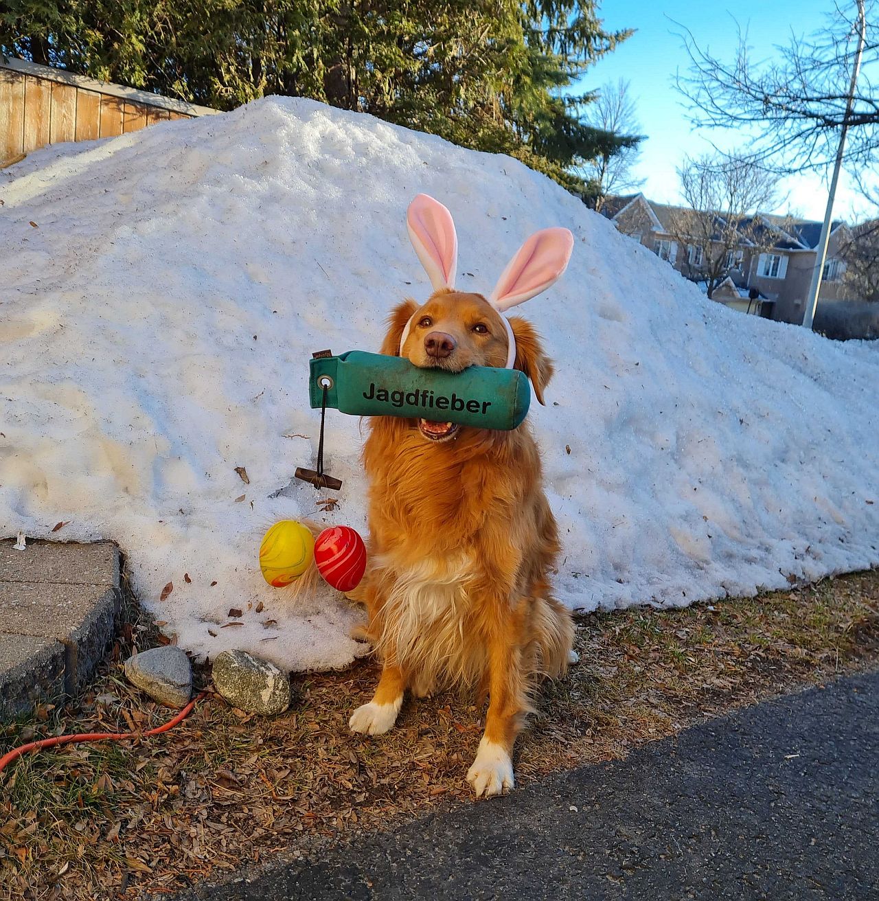 Tierspiegel Ostern Bild1 copy copy