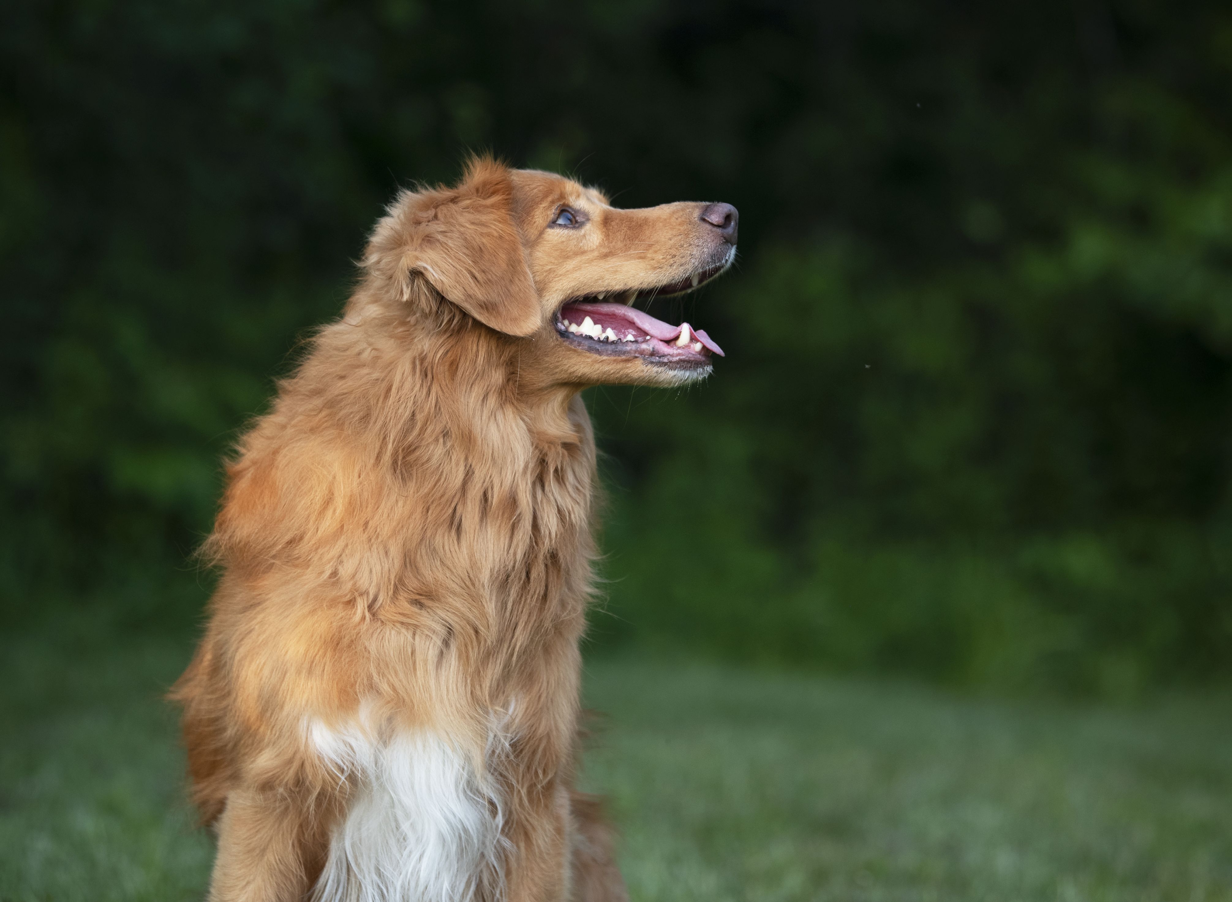 Tierspiegel Ostern Bild2 copy