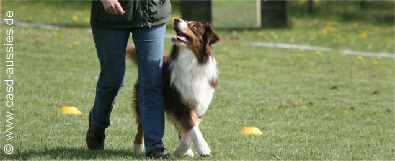 australian sheperd hundes 20e44724d5 kopie