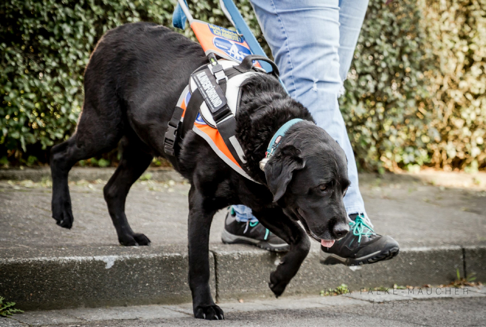 c Tina Falke Maucher Fotografie Blindenführhund Anton 6