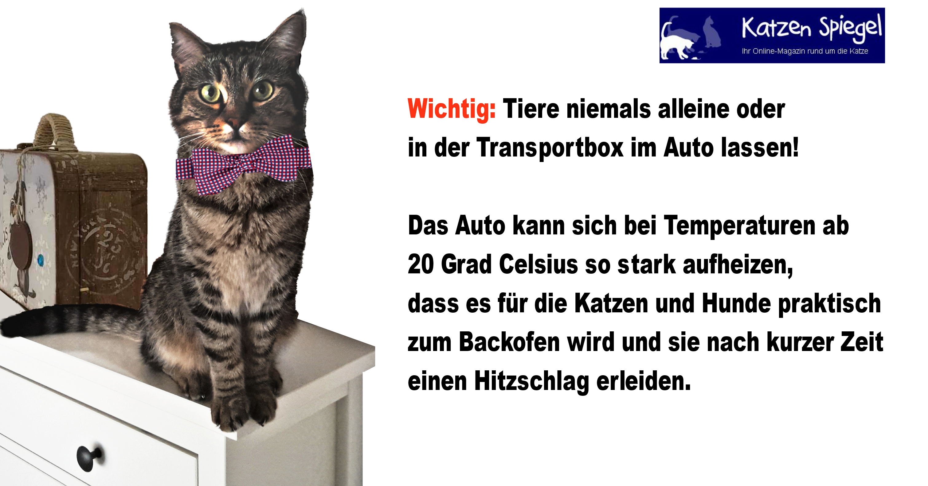 Verreisen mit Katzen