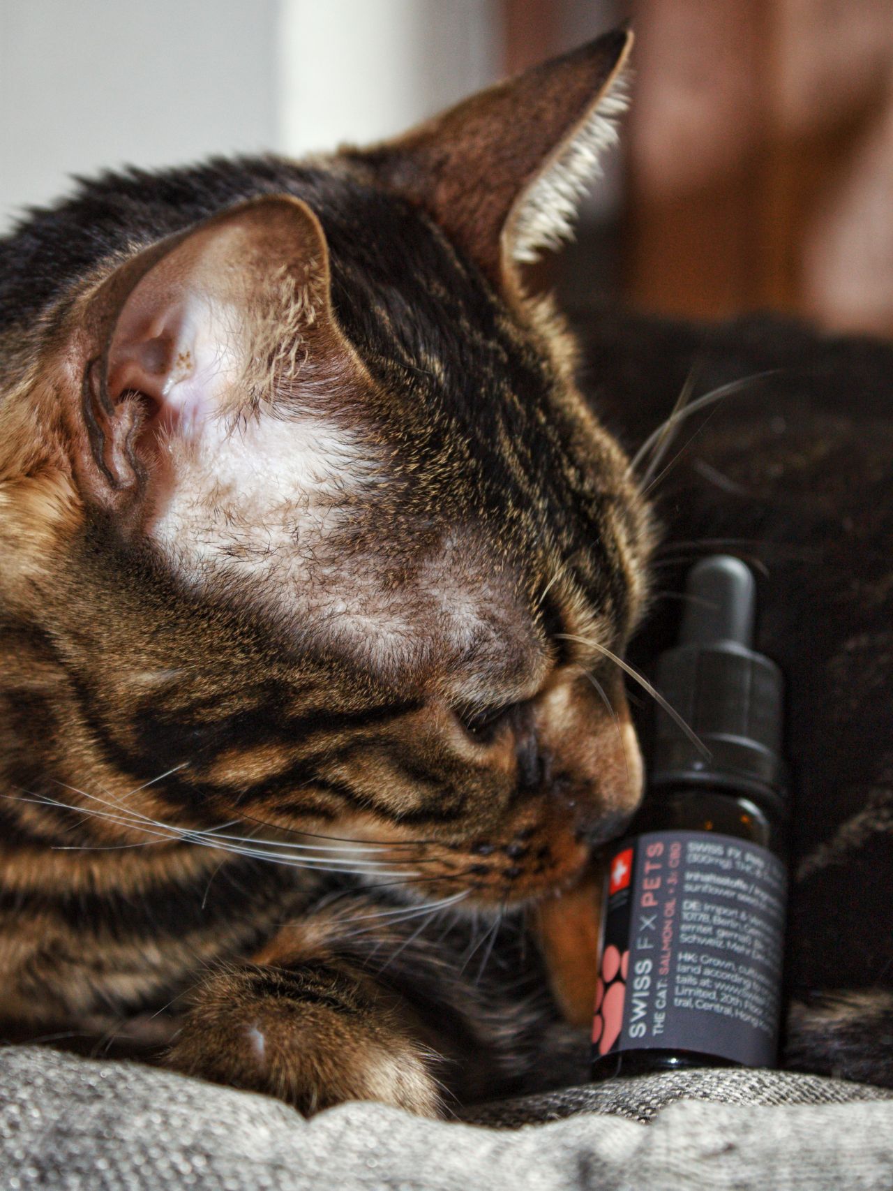 Katzen und CBD Öl: alles Wichtige zusammengefasst