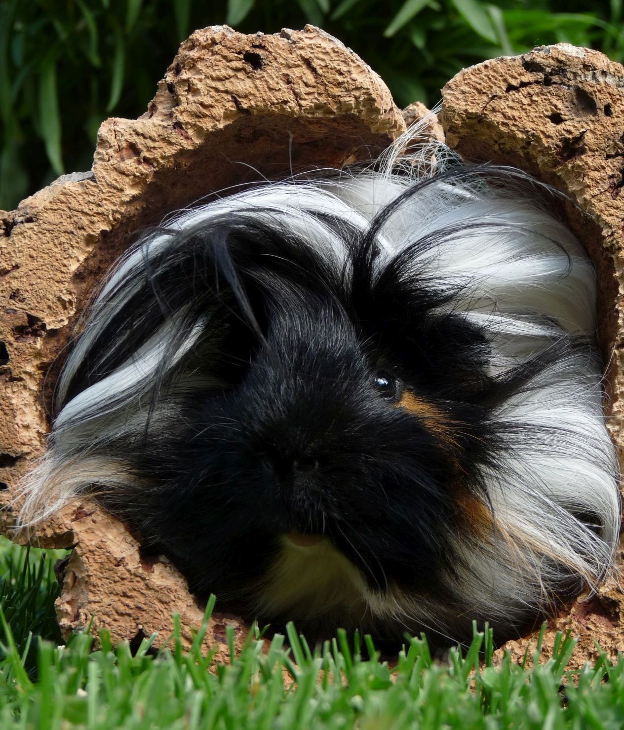 Sind Meerschweinchen mit langem Fell eine gute Wahl? 