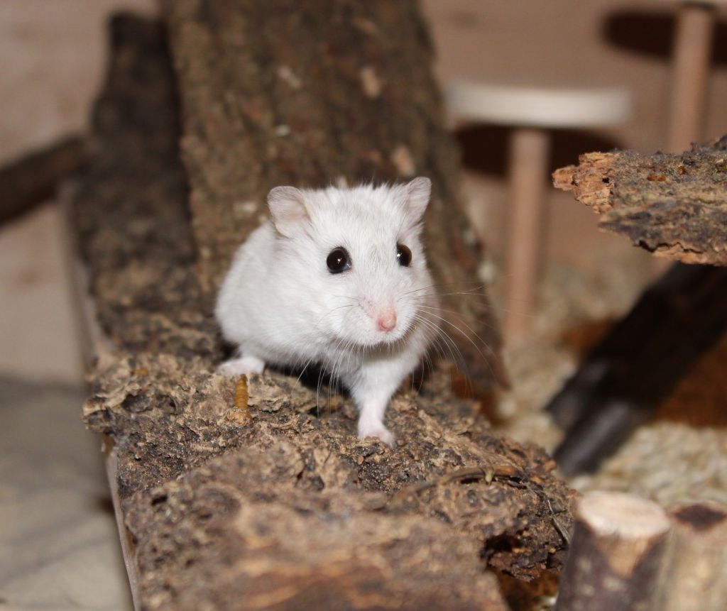 Für nachtaktive Tierfreunde – Hamster