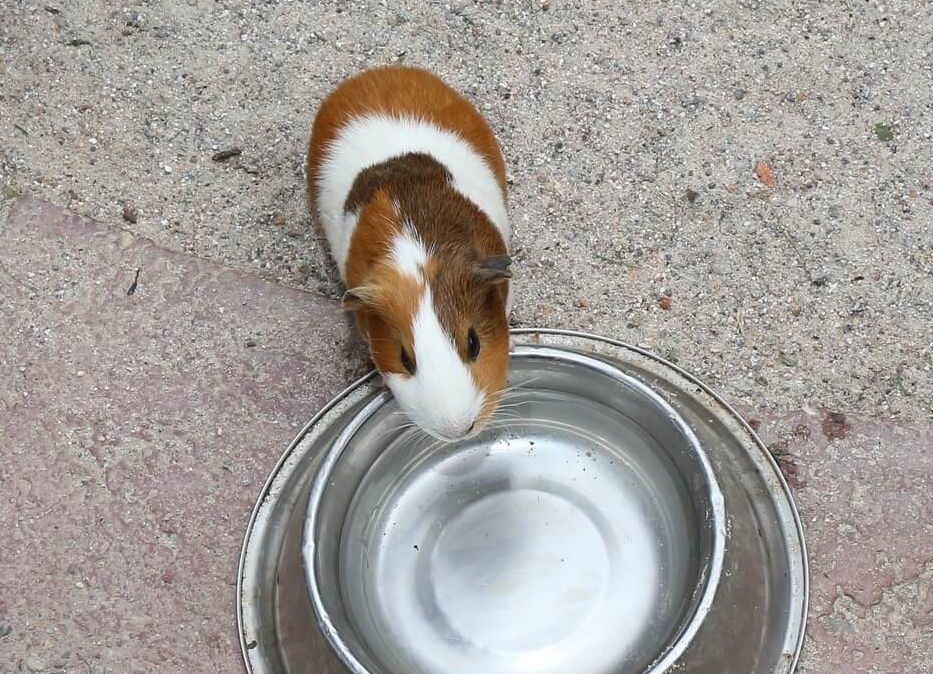 geschecktes glatthaar meerschweinchen