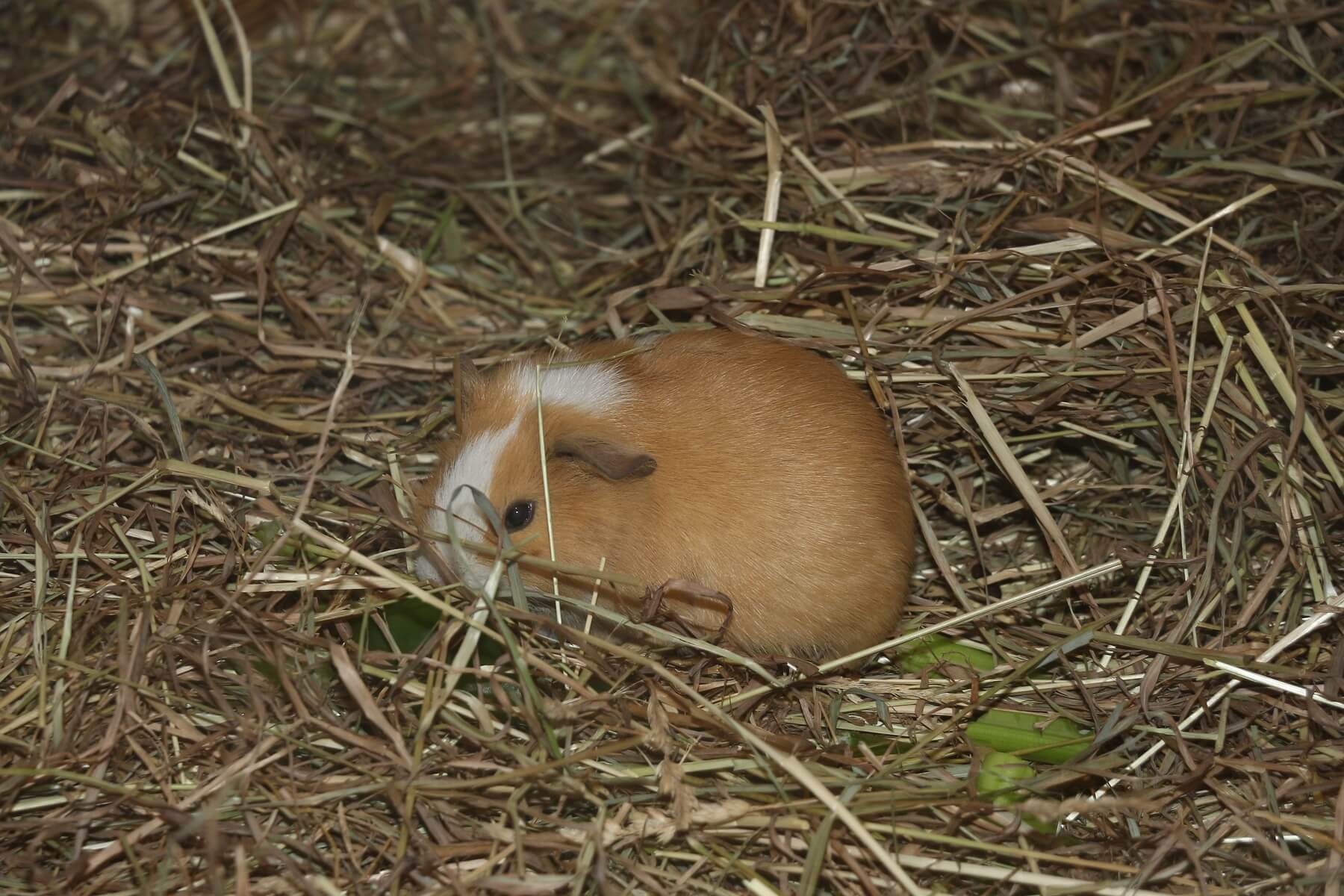 meerschweinchen im heu