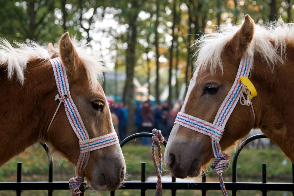 Zuidlaardermarkt am 17. Oktober 2023 