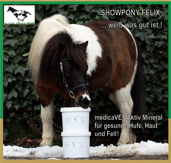 Showpony Felix weiß was gut ist Januar 2016 1 klein