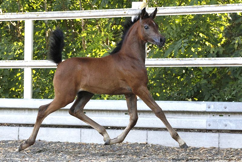 Heba Albadeia (Marjan Albidayer x Qaherat Albadeia) - Foto: © M.Groger