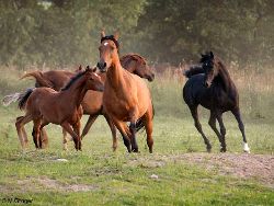 Seltenheitswert: Ein Hengst und seine Herde