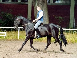 Anglo-Araberhengst Metternich v. Macho AA