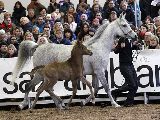 Makhida (Khidar x Marenga) mit Amna von Amir bei Fuß