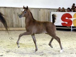 Al Justin (Al Marid x Justina Bint Psayada) Foto © M.Groger