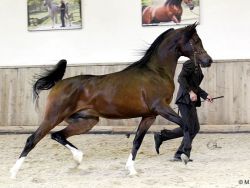 Martice (Al Justice x Miss Marenga) Foto © M.Groger