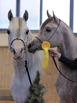 Gold-Hengste GALINKA EL SHEIK und AL MARID