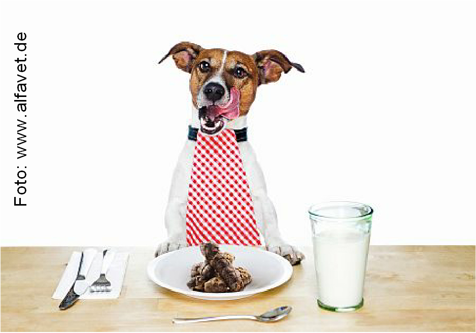 1 alfavet UR 10-2014 - Aufmacher-Foto Hund Tisch kopie