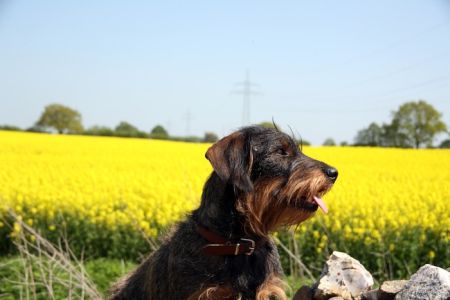 2 AlAssil Oase - Ferien mit Hund an der Ostsee