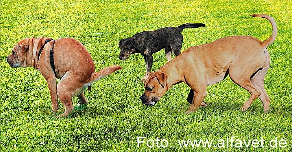 2 alfavet UR 10-2014 - Aufmacher-Foto Hund Tisch kopie