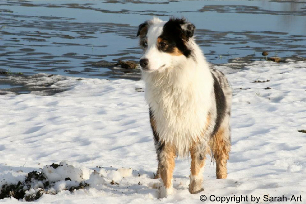 Amy im Schnee