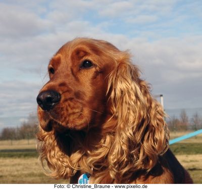 Cocker Spaniel Leopold - Foto Christine Braune pixelio.de