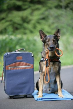Einfacher reisen mit Hund