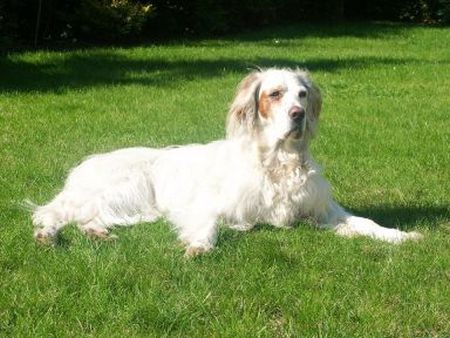 Foto Copyright J. Brendish - Englisch Setter-Hündin Robyn