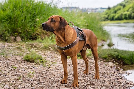 HUNTER Hund klein