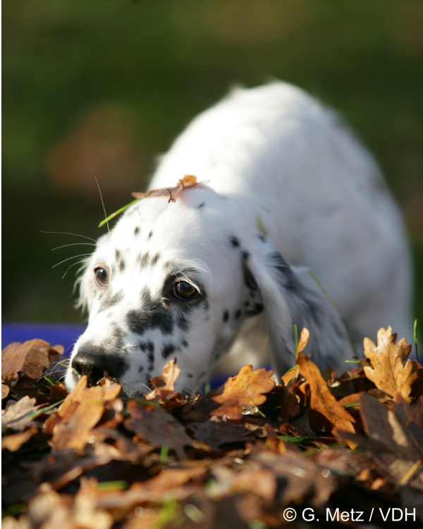 Herbst 1