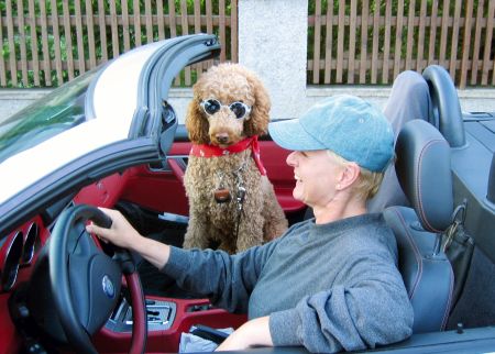 Hund-im-Cabrio