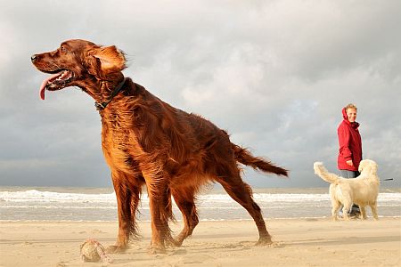 Hund am Strand in Noordwijk - Foto Quelle: NBTC
