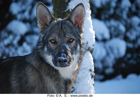 Hund im Schnee 1 Foto A. S. pixelio.de