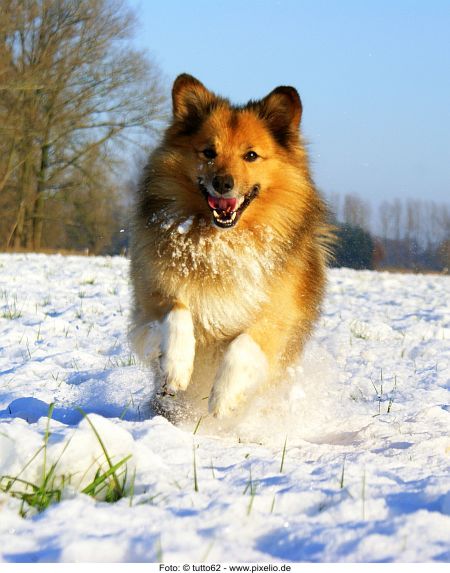 Hund im Schnee 2 Foto tutto62 pixelio.de