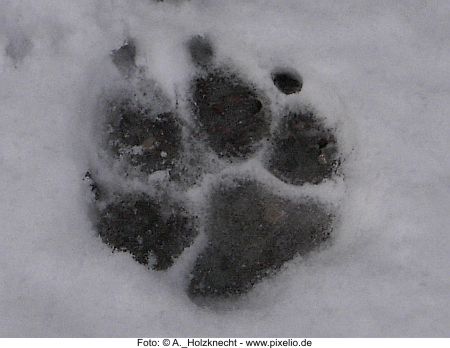 Hund im Schnee 3 Foto A. Holzknecht pixelio.de