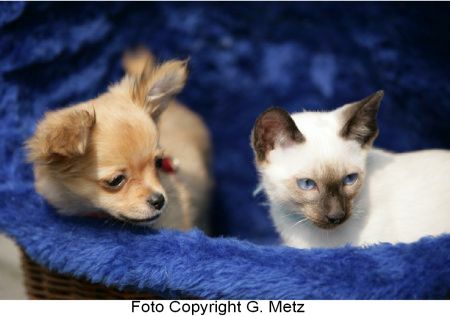 Hund und Katze G. Metz