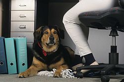 Foto: IVH - Hund am Arbeitsplatz