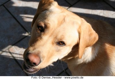 Labrador - Foto Denise Hessler pixelio.de