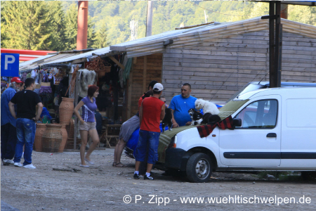 P. Zipp - Illegaler Welpenhandel -www.wuehltischwelpen.de