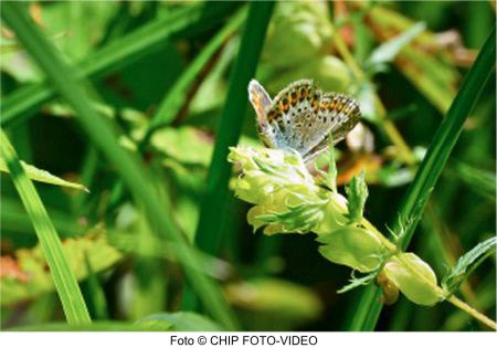 Schmetterling