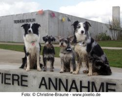 Second Hand Hunde - Foto Christine-Braune-pixelio.de