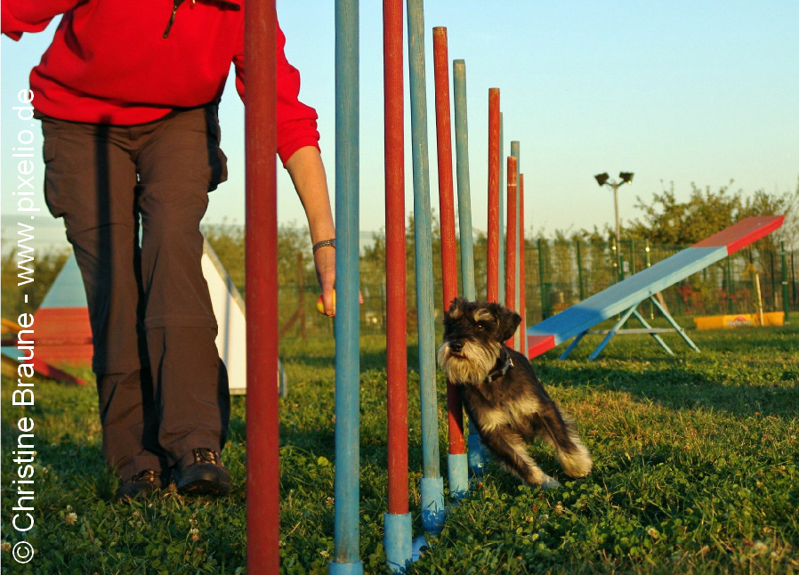 Slalom beim Agility - gemeinsamer Sport stärkt die Bindung